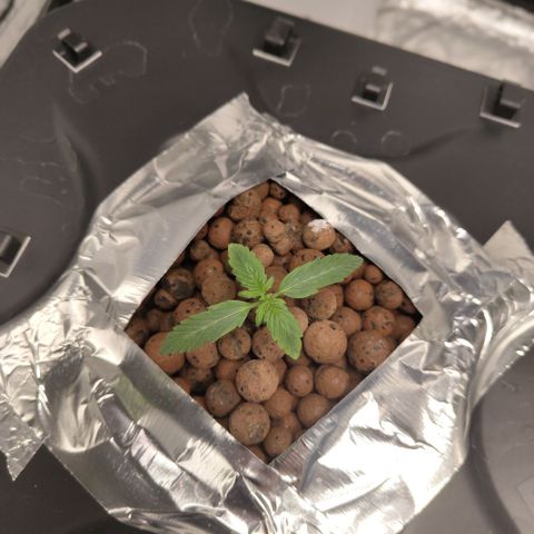 CBD Crack growlog photo: No roots showing yet