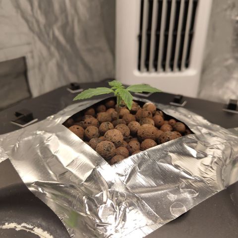 CBD Crack growlog photo: No roots showing yet