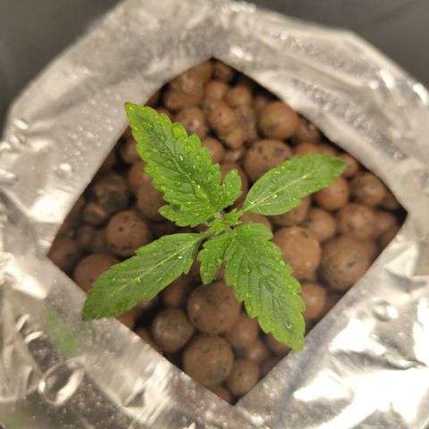CBD Crack growlog photo: Poured nutes and misted.