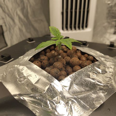 CBD Crack growlog photo: Poured nutes and misted.