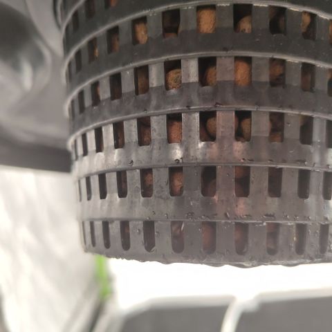 CBD Crack growlog photo: Roots are starting to come out