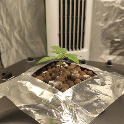 CBD Crack growlog photo: Roots are starting to come out