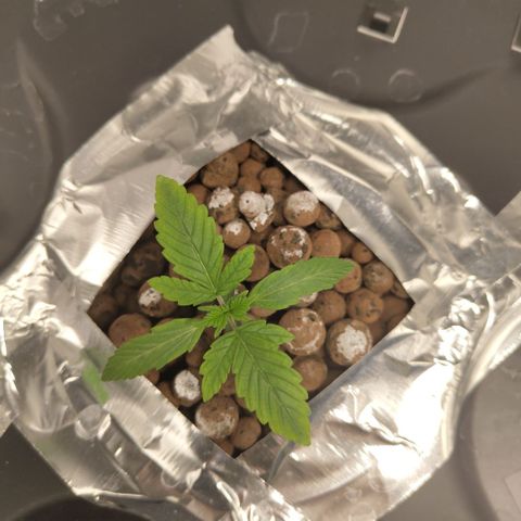 CBD Crack growlog photo: Roots are starting to come out