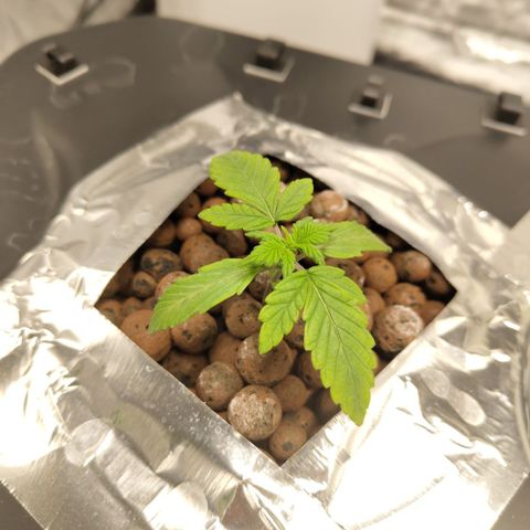 CBD Crack growlog photo: A bit pale, roots coming