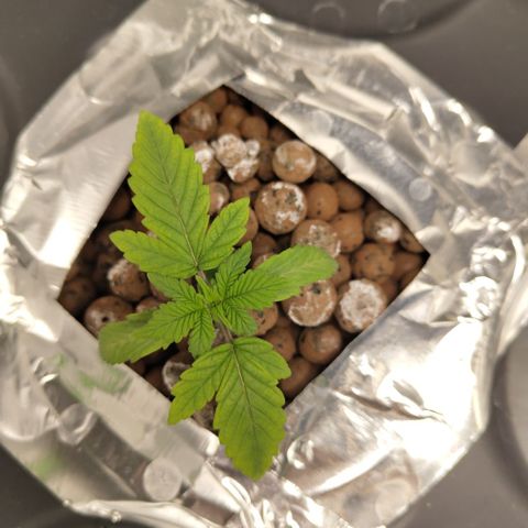 CBD Crack growlog photo: Pale