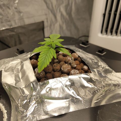 CBD Crack growlog photo: Pale