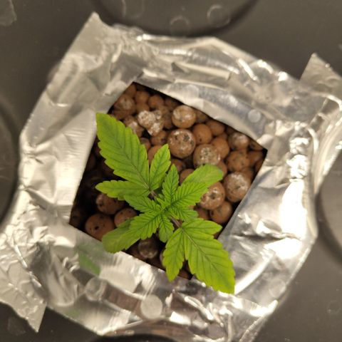 CBD Crack growlog timeline photo