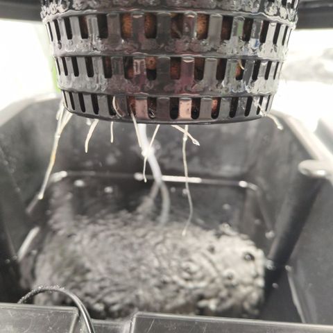 CBD Crack growlog timeline photo