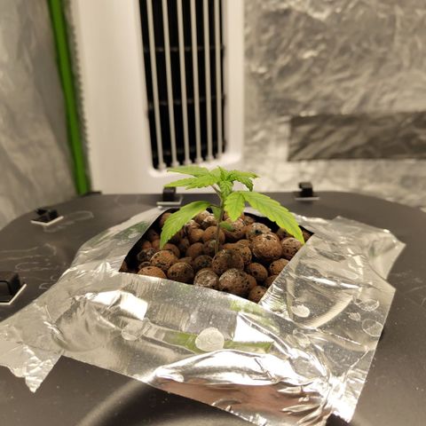 CBD Crack growlog timeline photo