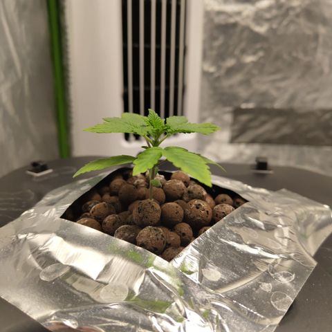 CBD Crack growlog timeline photo