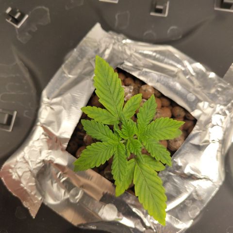 CBD Crack growlog timeline photo