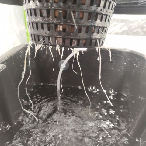 CBD Crack growlog timeline photo