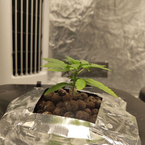 CBD Crack growlog timeline photo
