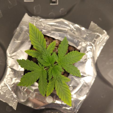 CBD Crack growlog timeline photo