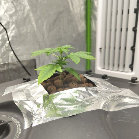 CBD Crack growlog photo: After bennies