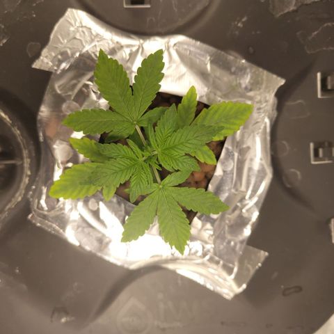 CBD Crack growlog photo: After bennies