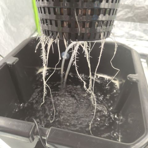 CBD Crack growlog photo: After bennies