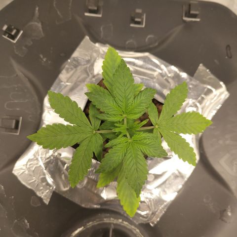 CBD Crack growlog photo: Ready for a new week