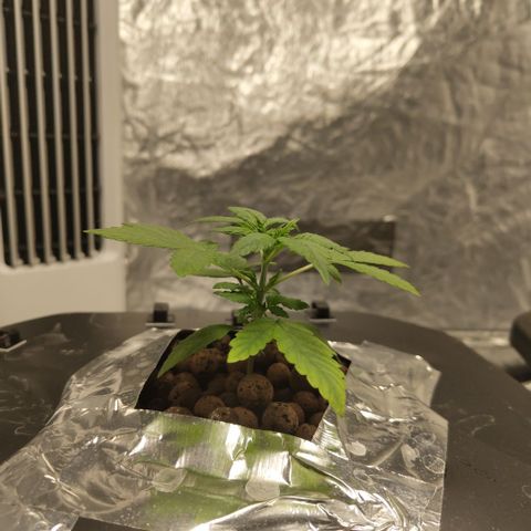 CBD Crack growlog photo: Ready for a new week