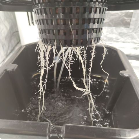CBD Crack growlog photo: Ready for a new week