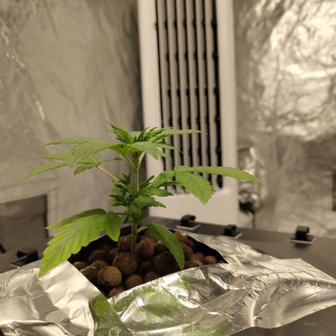 CBD Crack growlog timeline photo