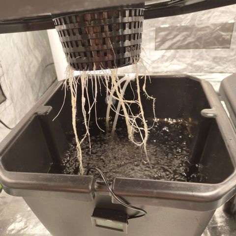 CBD Crack growlog timeline photo
