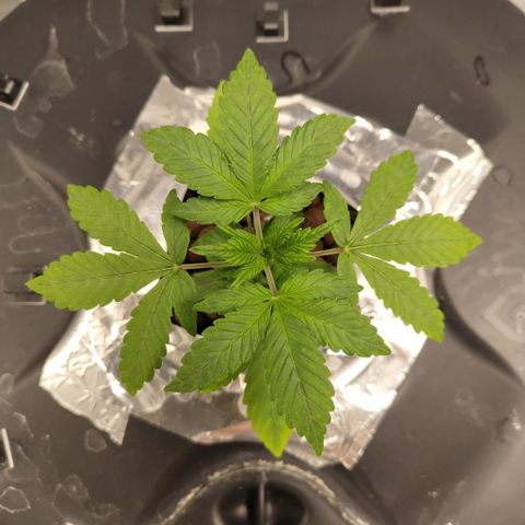 CBD Crack growlog timeline photo