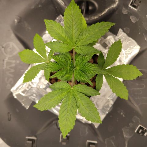CBD Crack growlog timeline photo