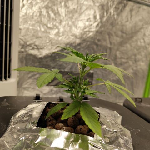 CBD Crack growlog timeline photo