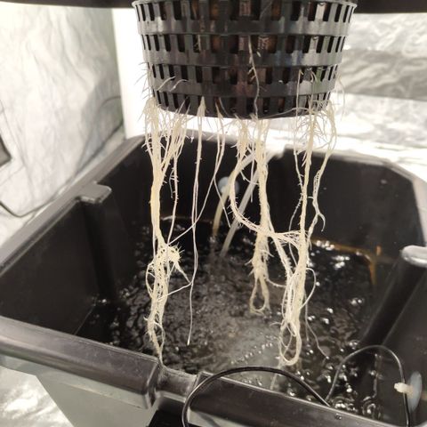 CBD Crack growlog timeline photo