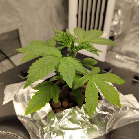 CBD Crack growlog timeline photo