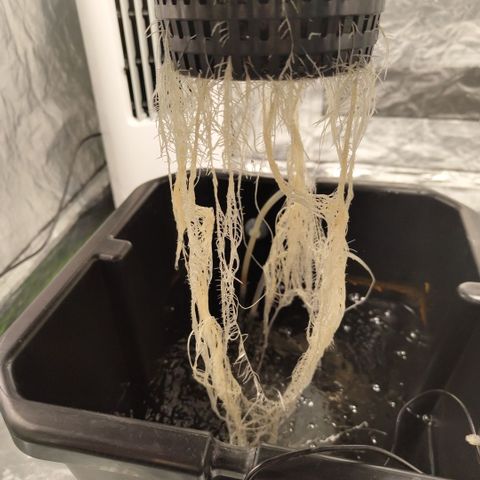 CBD Crack growlog photo: Before LST