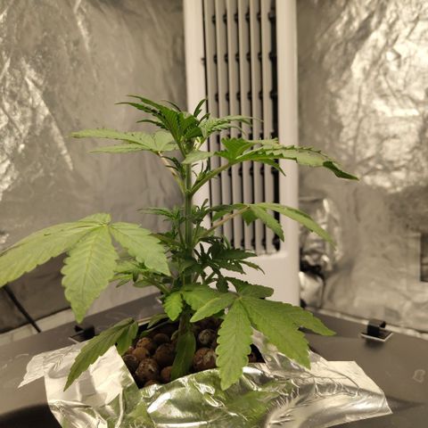 CBD Crack growlog photo: Before LST