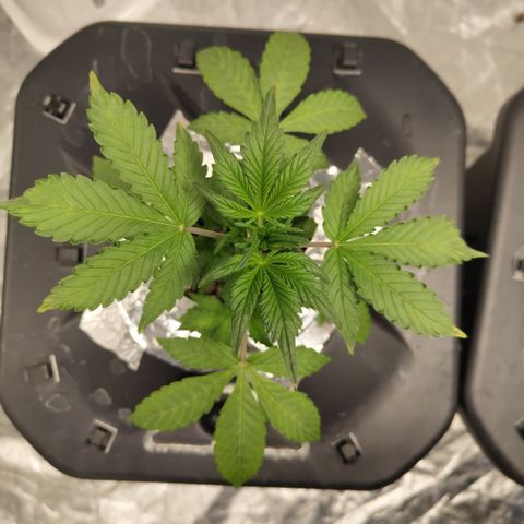 CBD Crack growlog photo: Before LST