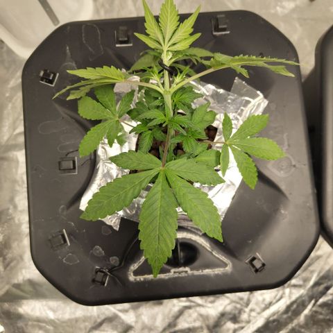CBD Crack growlog photo: lST