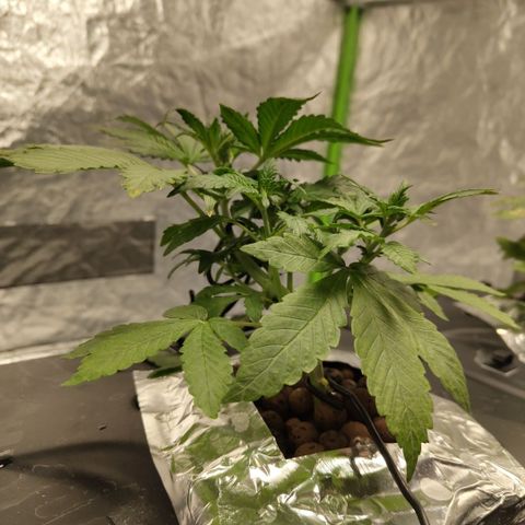 CBD Crack growlog timeline photo