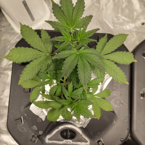 CBD Crack growlog timeline photo