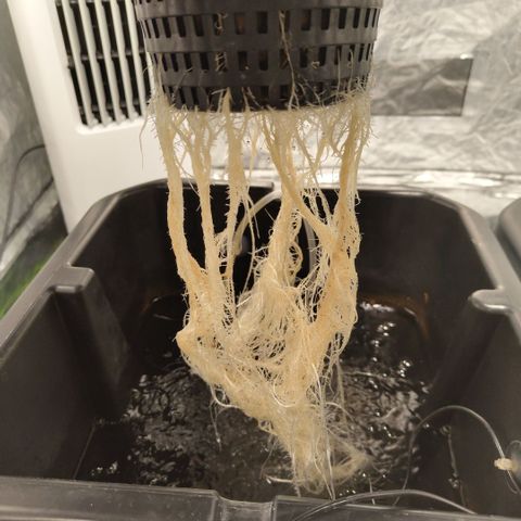 CBD Crack growlog timeline photo