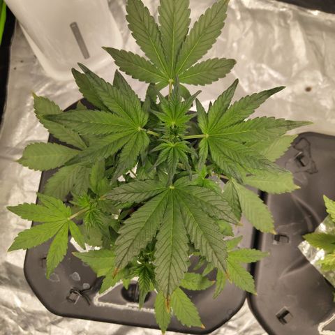 CBD Crack growlog timeline photo
