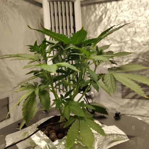 CBD Crack growlog timeline photo