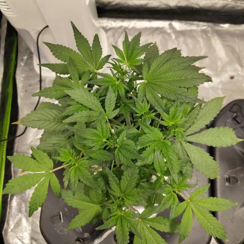 CBD Crack growlog photo: Before def