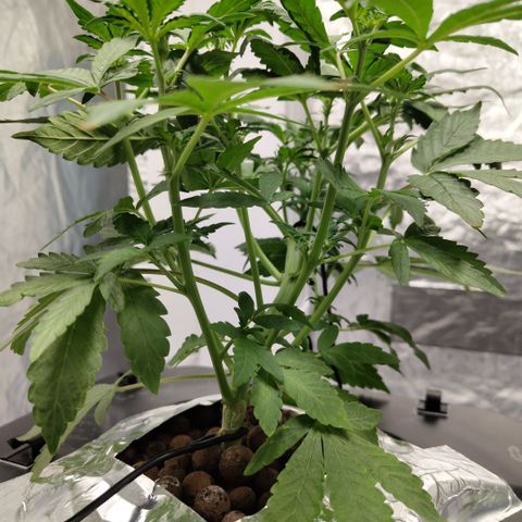 CBD Crack growlog photo: Before def