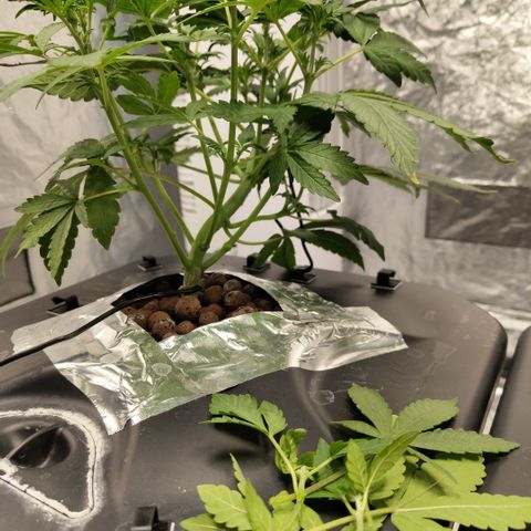 CBD Crack growlog photo: After snap