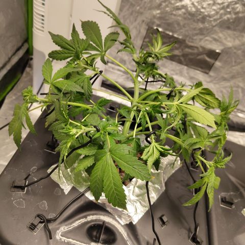 CBD Crack growlog photo: After training