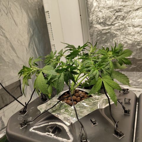 CBD Crack growlog photo: After training