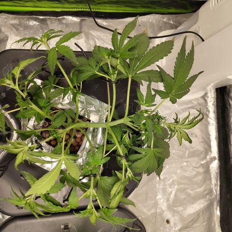 CBD Crack growlog photo: After training