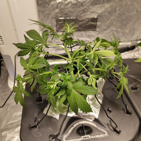CBD Crack growlog photo: After training