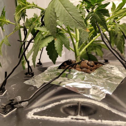 CBD Crack growlog photo: After training