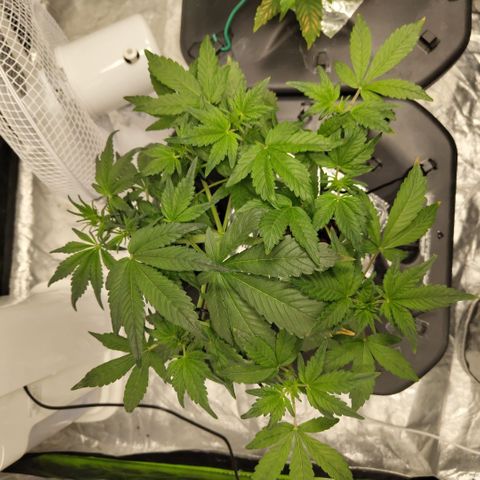 CBD Crack growlog timeline photo