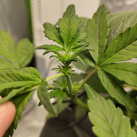 CBD Crack growlog timeline photo